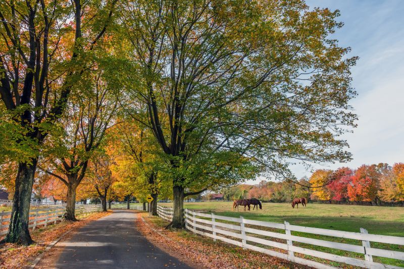 Equine Fence Installation in Sacramento, CA